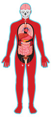 Human Body Diagram with Internal Organ Systems Labeled