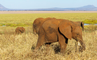 African bush elephant (Loxodonta africana) wander through the Silale Swamp in Tarangire National Park