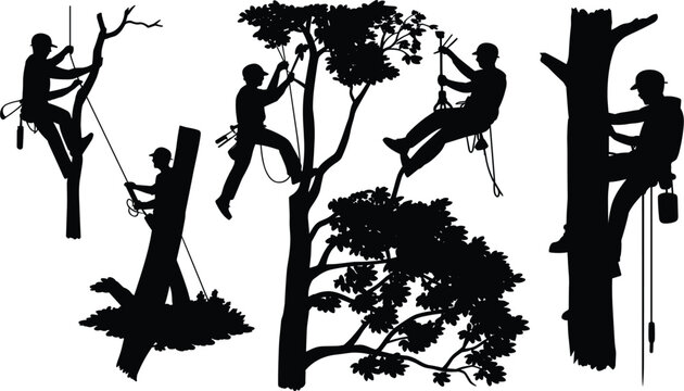 Professional arborist tree climber silhouettes working with ropes and safety gear, forestry maintenance service vector illustration