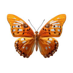 Fototapeta premium orange and white butterfly with vibrant wing patterns on white background