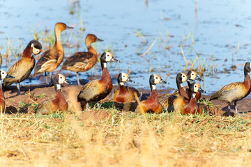 White-faced whistling ducks (Dendrocygna viduata) on wetland swamp in Tarangire National Park.