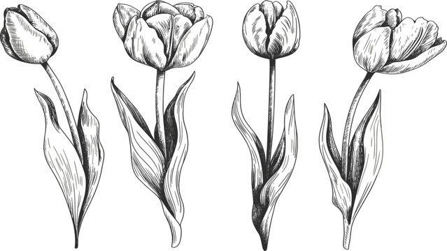 Hand drawn tulip flower sketch set with leaves, vintage botanical line art vector illustration for spring