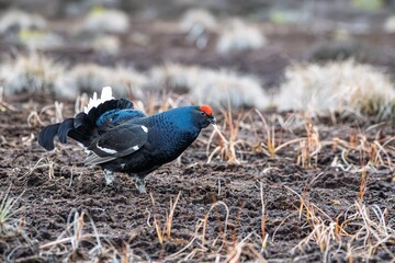 Capture the beauty of nature with this stunning image of a black grouse in its habitat. Ideal for...