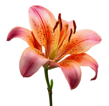 Beautiful pink and orange lily flower in full bloom, isolated on transparent background