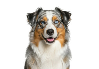 Fototapeta premium Australian shepherd dog isolated on transparent background