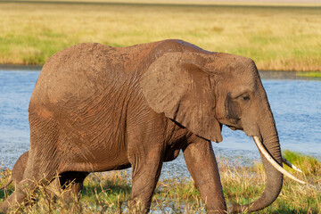Naklejka premium Male African savanna elephant (Loxodonta africana) in musth by secretion behind eye and hidden calf walking past waterhole close with wet patch on back from recent spray