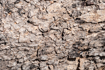 Background of rough, dry tree bark. The texture is deeply furrowed and segmented into geometric, scale-like plates, showing shades of brown and tan under bright sunlight.
