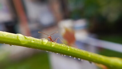 Red ant on a wet leaf