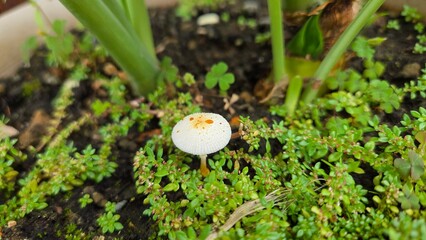 white mushroom in grass