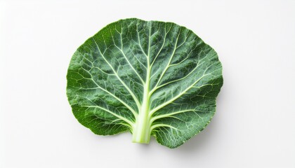 Single Cabbage Leaf Isolated on White Background