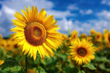 Obraz premium Close-up of a vibrant sunflower in a field with more sunflowers under a bright blue cloudy sky