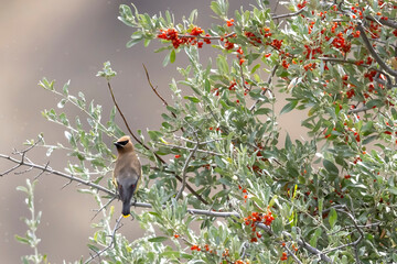 A wild cedar waxwing perched in a berry tree in a park in Colorado.