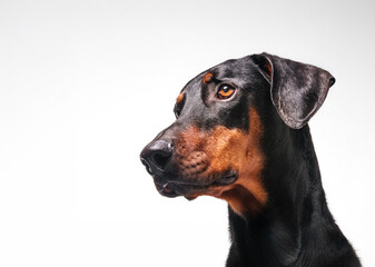 Fototapeta premium perro doberman