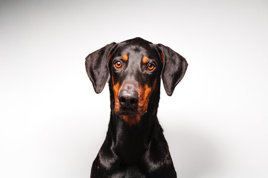 perro doberman
