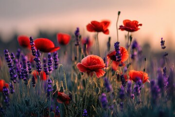 Obraz premium Close-up of vibrant red poppies and purple lavender in a blurred, sunset-lit meadow
