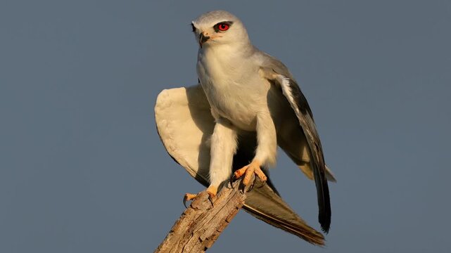 A black-winged kite (Elanus caeruleus) on a branch balancing in the wind with open wings, South Africa