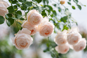 Soft Cream Roses Blooming on Green Branch