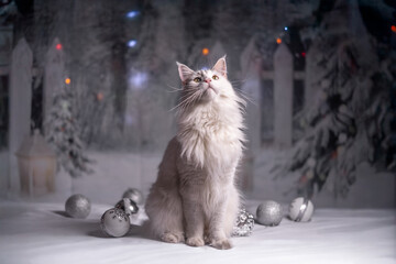 Maine Coon Navidad