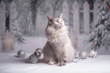 Maine Coon Navidad