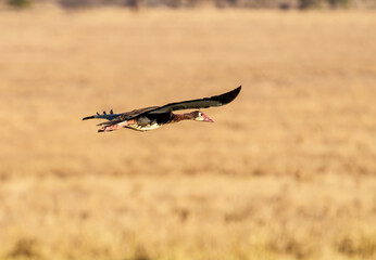 Spur-winged goose (Plectropterus gambensis). in flight flying away across savannah Tarangire National Park.