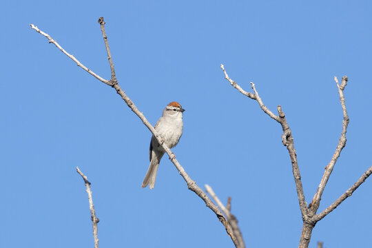 A wild chipping sparrow perched in a tree in a park in Colorado.