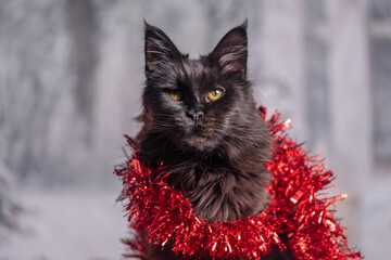 Maine Coon Navidad