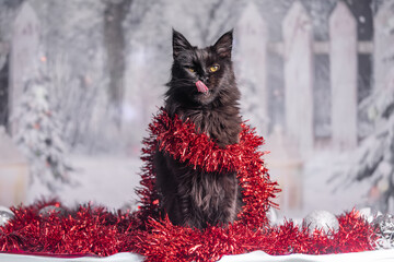 Maine Coon Navidad