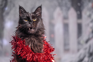 Maine Coon Navidad