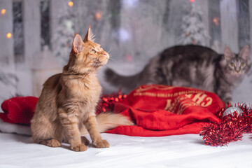 Maine Coon Navidad