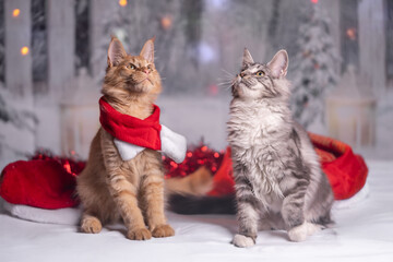 Maine Coon Navidad