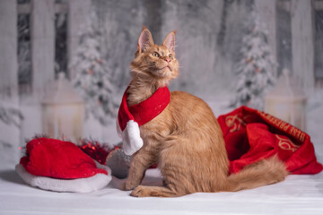 Maine Coon Navidad