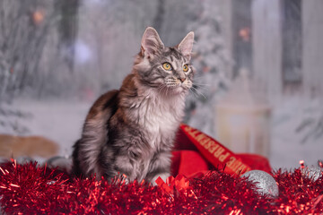 Maine Coon Navidad