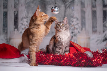 Maine Coon Navidad