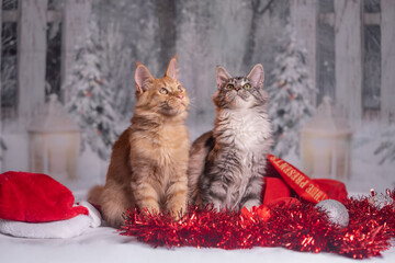 Maine Coon Navidad