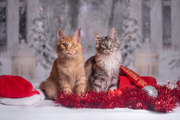 Maine Coon Navidad