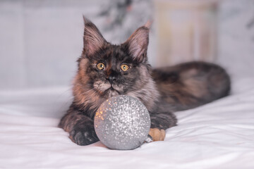 Maine Coon Navidad