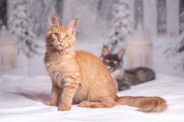 Maine Coon Navidad