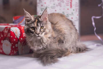 Maine Coon Navidad