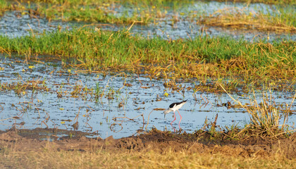 Wetland image showing muddy edge blue water with green vegetation and Black-winged Stilt
(Himantopus himantopus) searching for insects or small crustaceans