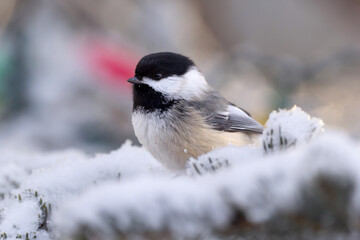 Cute little bird Black-capped chickadee is perched on a spruce tree covered with white hoarfrost and with Christmas lights on branches. © Saeedatun