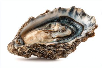 Single fresh oyster on the half shell showing natural texture and pearly flesh. Raw seafood shellfish with rugged shell detail, clean studio lighting, isolated on white background.
