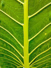 The back of the taro leaf, perfect for a tropical natural background