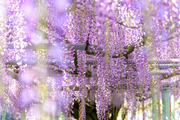 藤の花 「春日和の光芒に降り注ぐ藤色のしずく幸福を運ぶシャンデリア」 大分市寒田(西寒多神社)Wisteria Flowers "Drops of mauve falling in the rays of spring sunshine, a chandelier bringing happiness." Samuda, Oita City (Nishisamuda Shrine) © KOROKICHIKUN