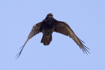 Obraz premium A wild common raven flying over a park in Colorado.
