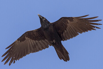 Obraz premium A wild common raven flying over a park in Colorado.