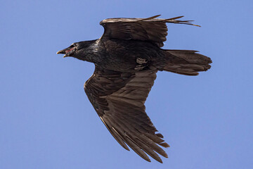 Obraz premium A wild common raven flying over a park in Colorado.