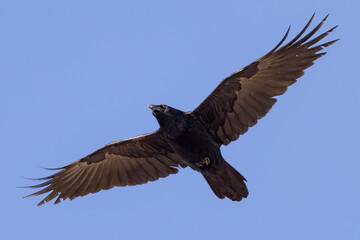 Obraz premium A wild common raven flying over a park in Colorado.