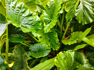 A bunch of fresh green, broad taro leaves in the garden, perfect for a tropical natural backdrop.