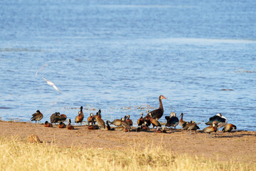 Standing spur-winged goose surrounded by white-faced whistling ducks (Plectropterus gambensis) on edge of pond.