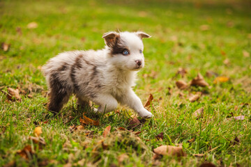 Australian Shepherd puppy with blue eyes walking on green grass in autumn park, small fluffy white and brown dog exploring outdoors in sunlight